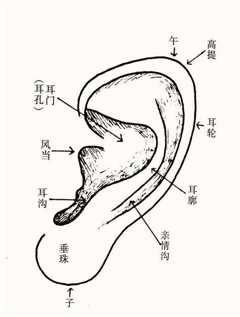 耳垂有线面相